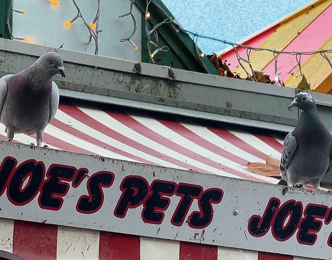 A looping gif of two pigoens dancing onto of a pet stall.